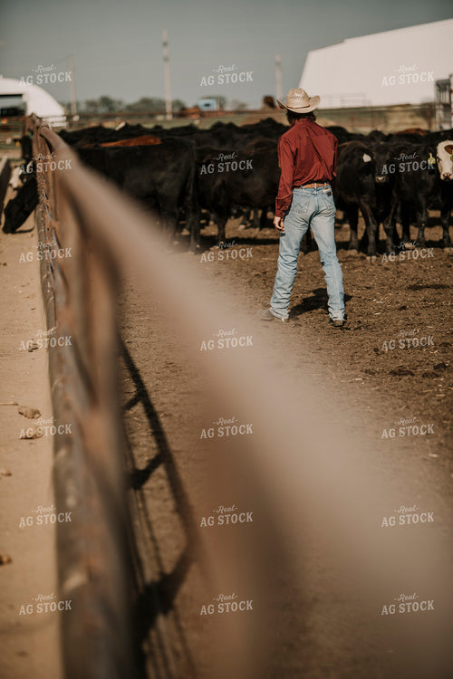 Feedyard 3033