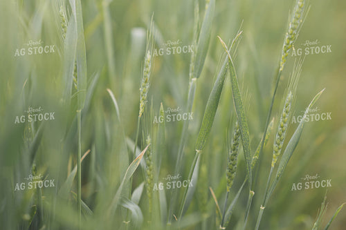 Up Close Wheat 91000