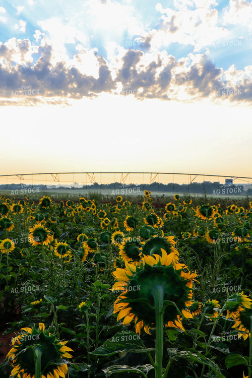 Sunflowers with Irrigation in Background 60055