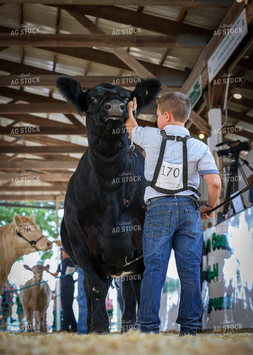 Showing Cattle 160233