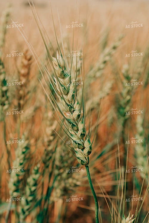 Barley Head 187060