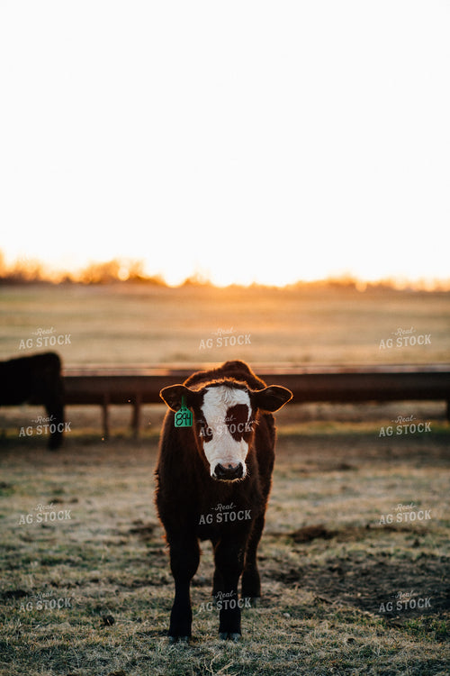 Black Baldy Calf in Pasture at Sunrise 53011