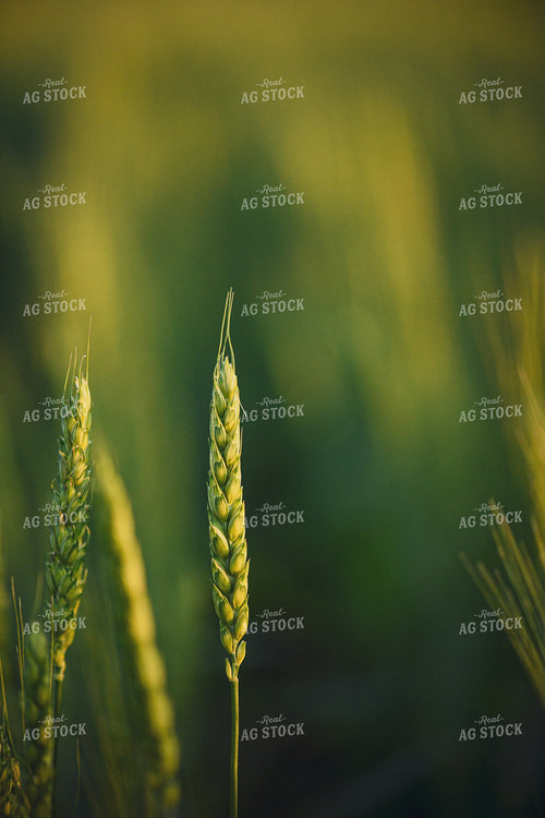 Wheat 191107