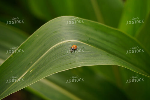 Insect on Corn Leaf 148010