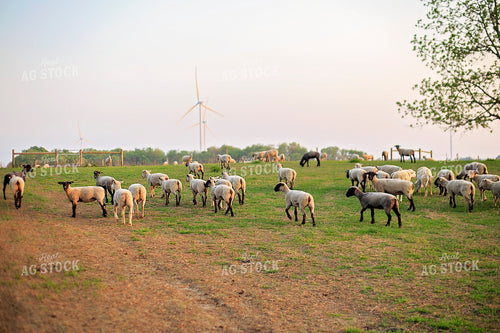 Sheep in Pasture 93165