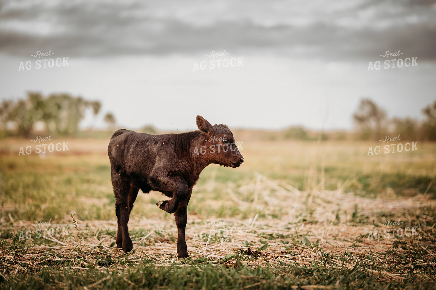 Calf on Pasture 196293