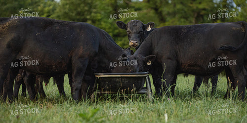 Angus Cattle Eating on Pasture 189046