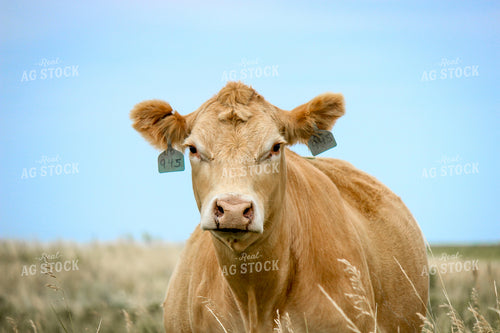 Simmental Cattle 155052