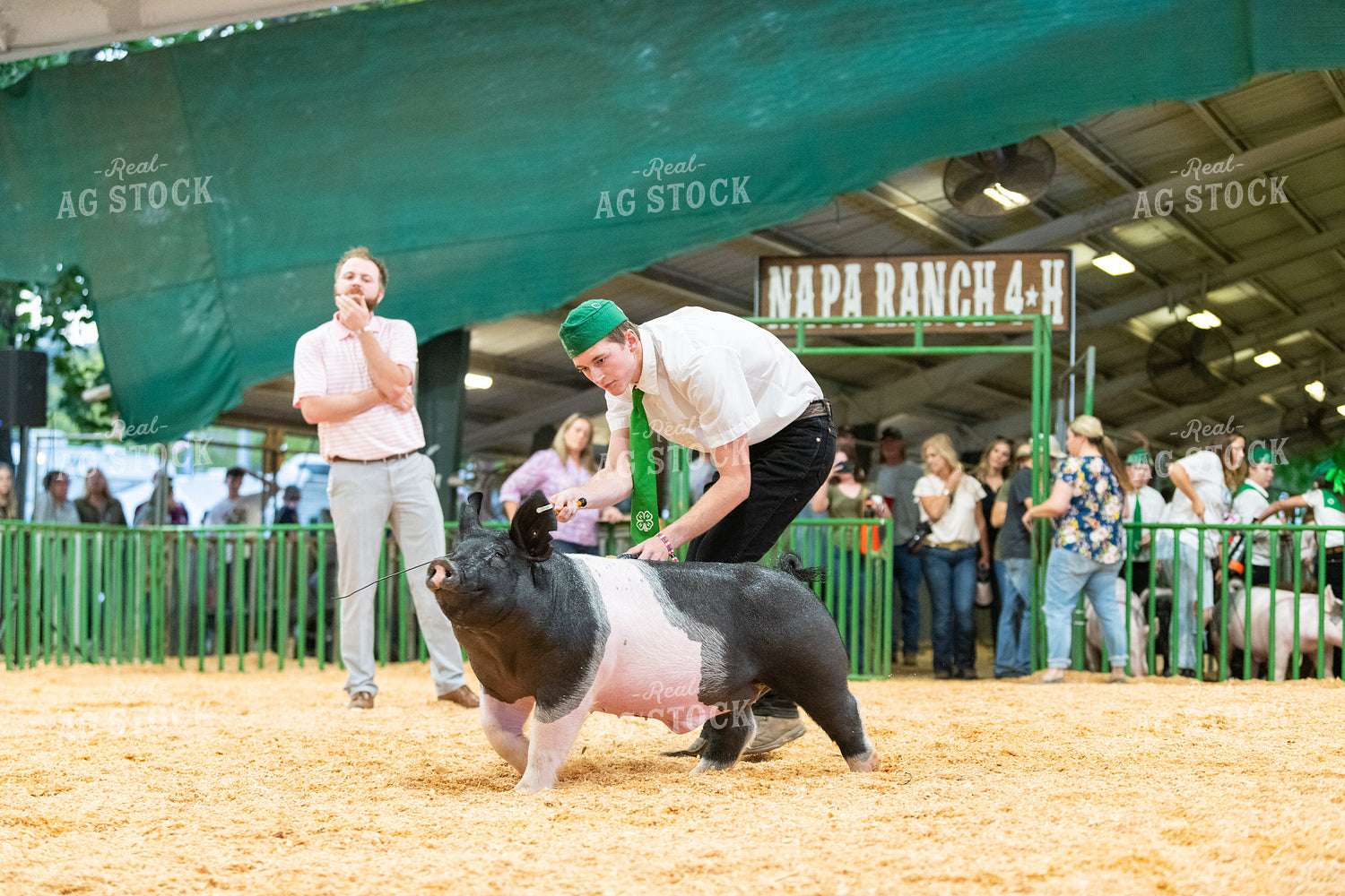 Farmer Showing Pig 107081