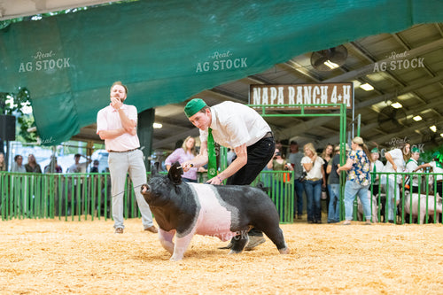 Farmer Showing Pig 107081
