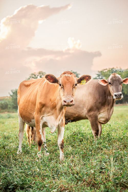 Dairy Cows on Pasture 270589