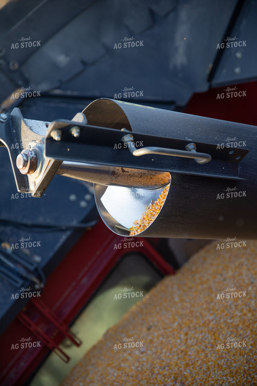 Corn in Combine Auger 286041