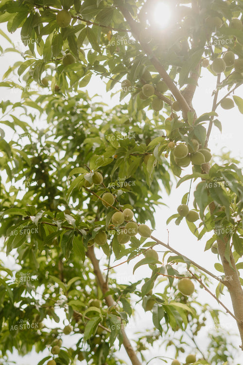 Young Peaches 125240