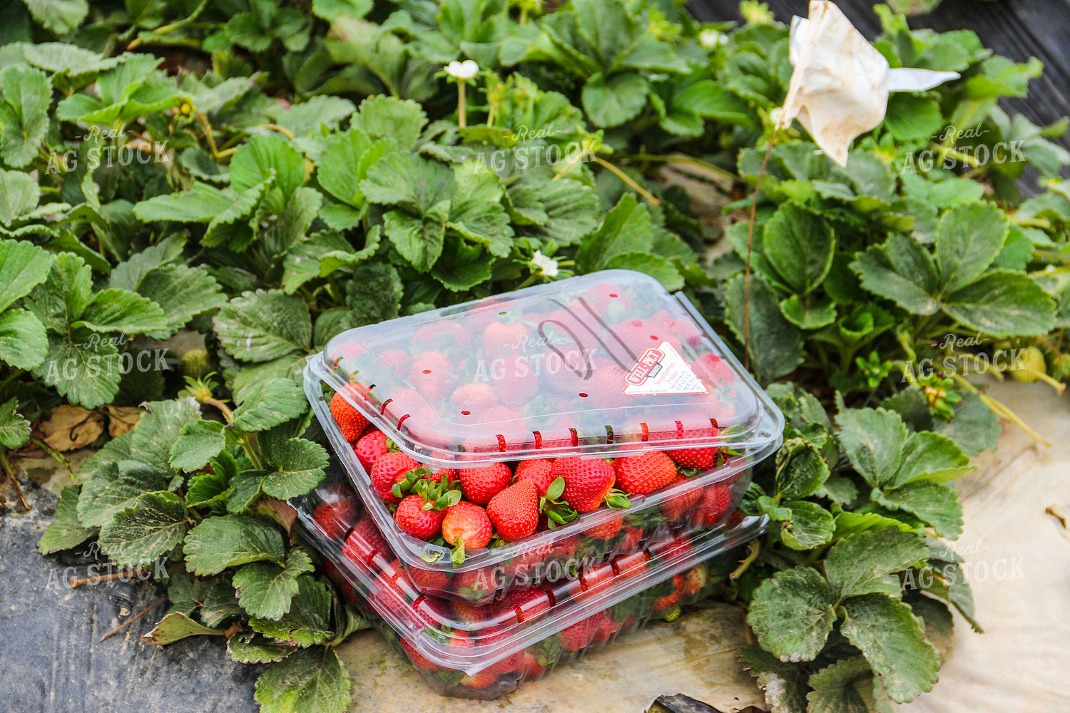 Strawberries 105075