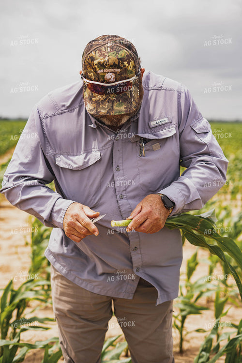 Farmer Scouting Corn 91068