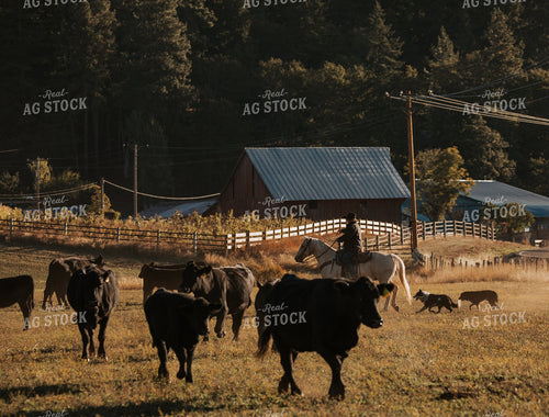 Ranchers on Horseback with Cattle 66047