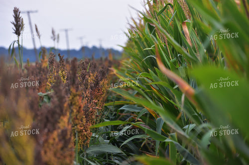 Sorghum and Corn Fields 144006