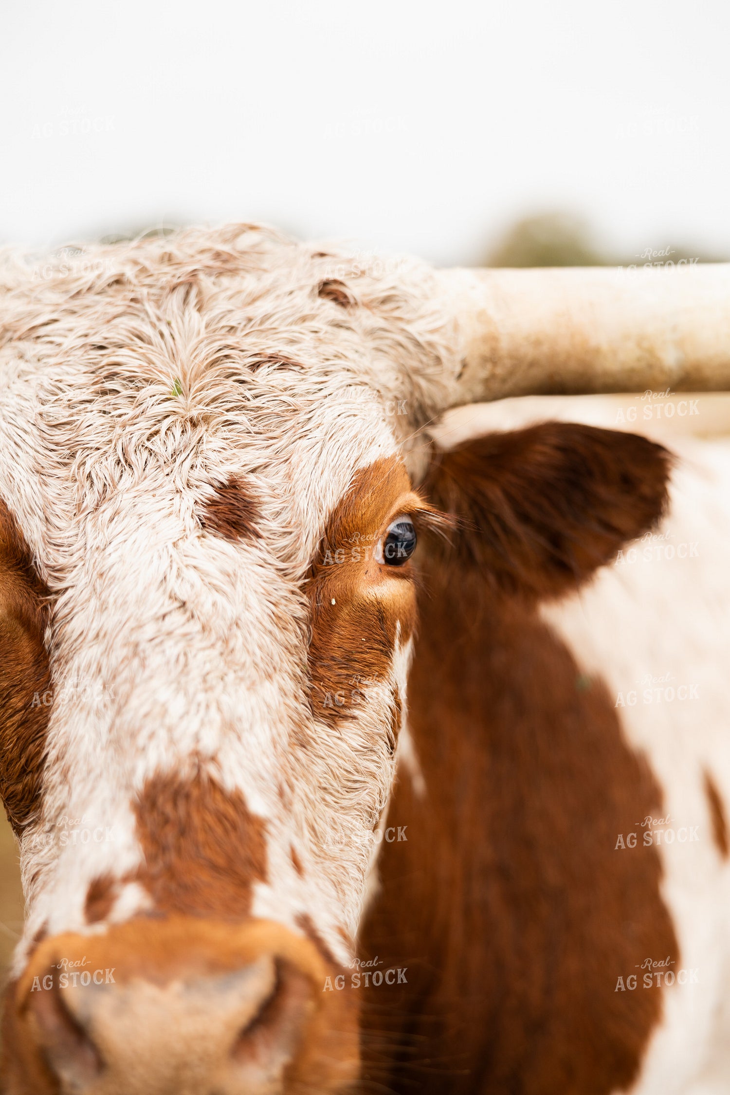 Longhorn Cattle 256010