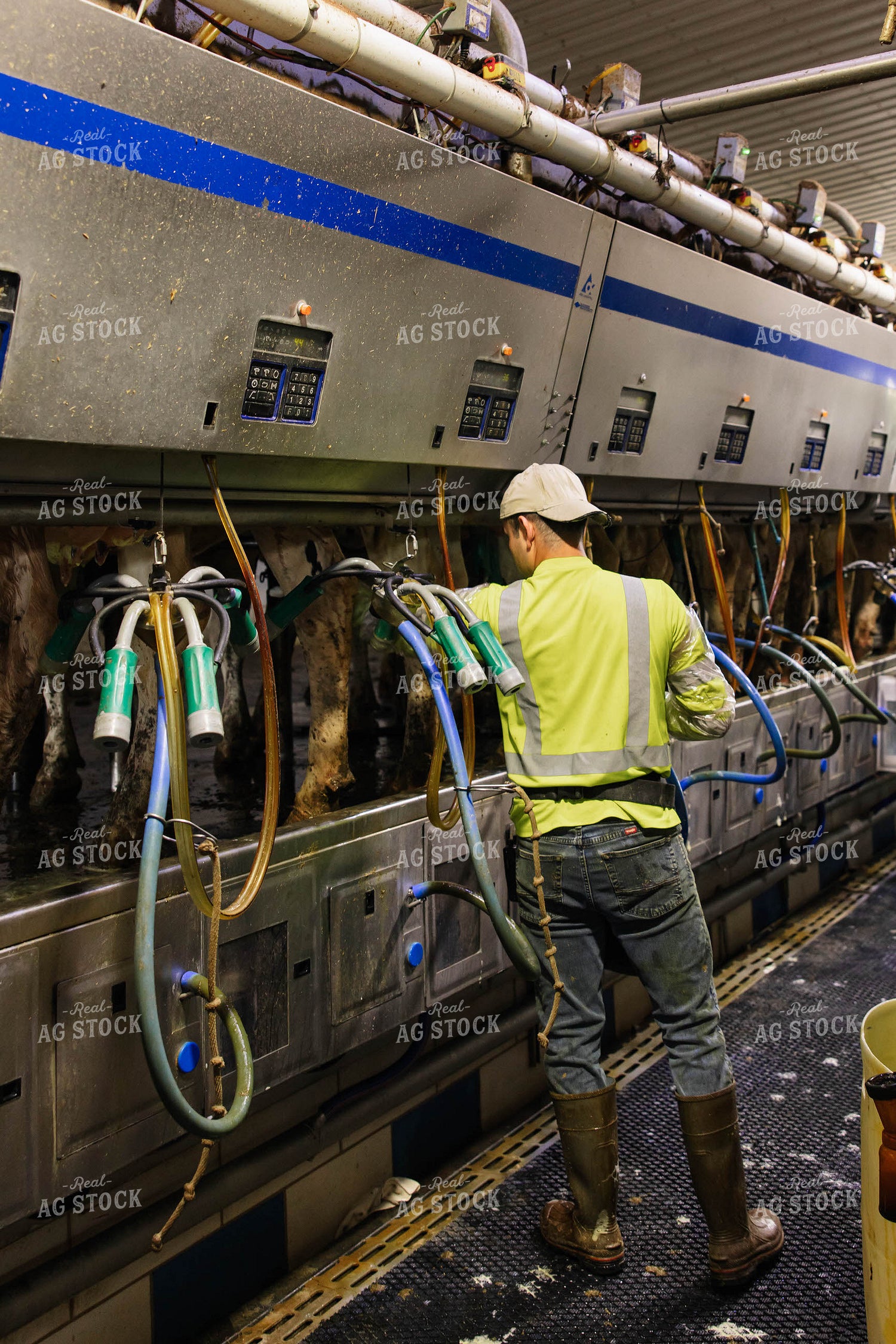 Dairymen Milking Cows 152645