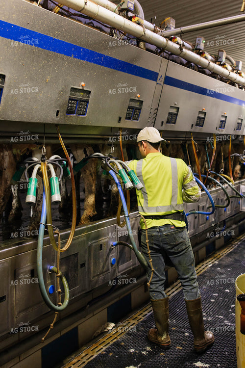 Dairymen Milking Cows 152645