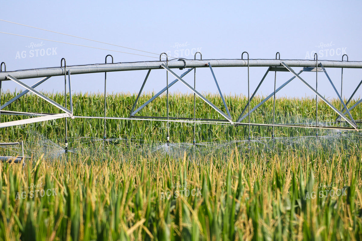 Irrigating Mid-Season Corn Field 82477