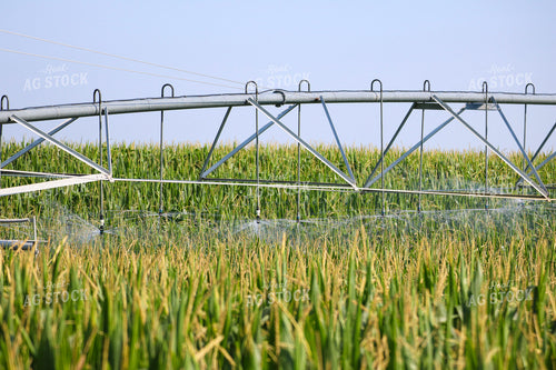 Irrigating Mid-Season Corn Field 82477