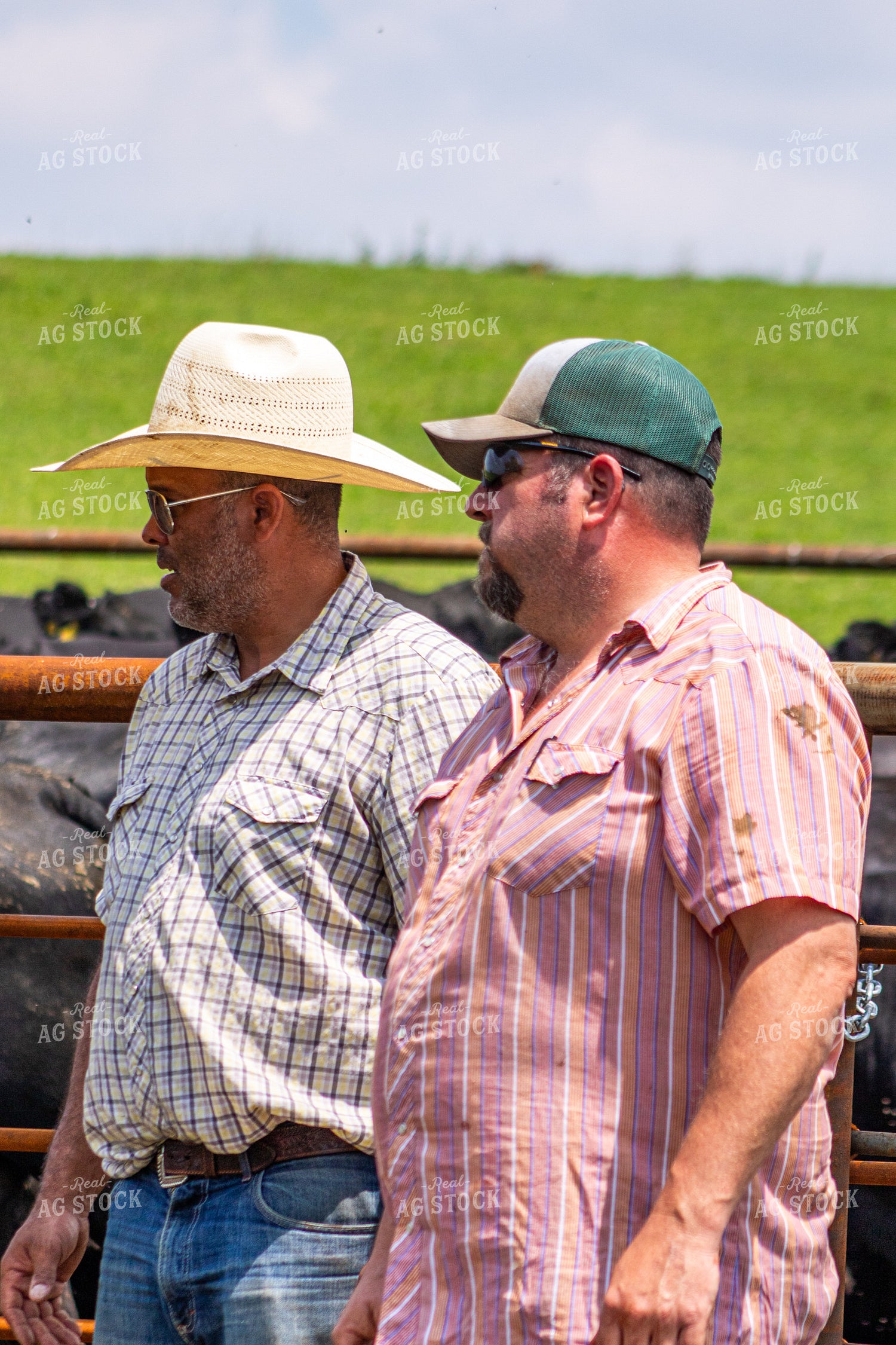 Ranchers Working Cattle 214212