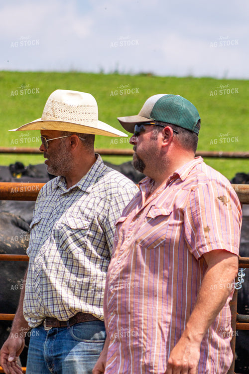 Ranchers Working Cattle 214212