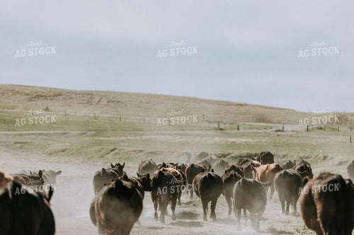 Angus Cattle in Pasture 77085