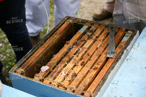 Harvesting Honey 161047