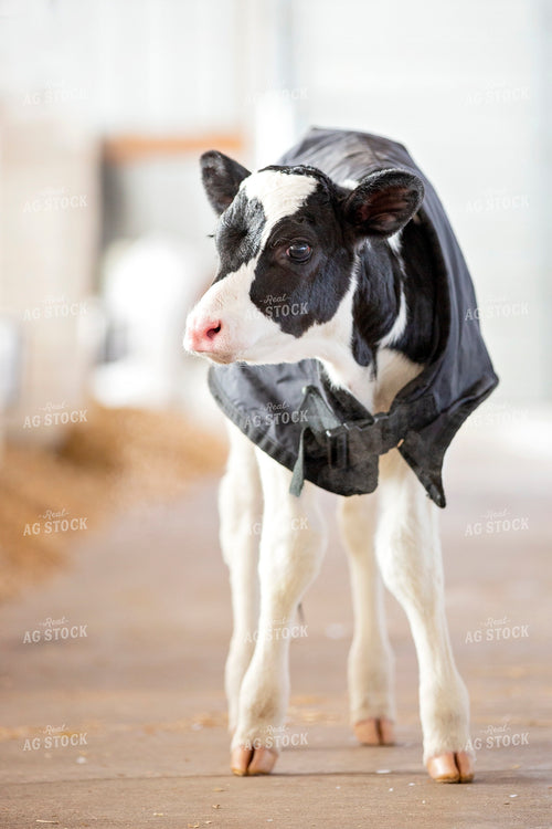 Holstein Calf in Barn 55170