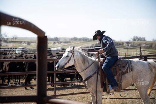 Working Cattle 117297