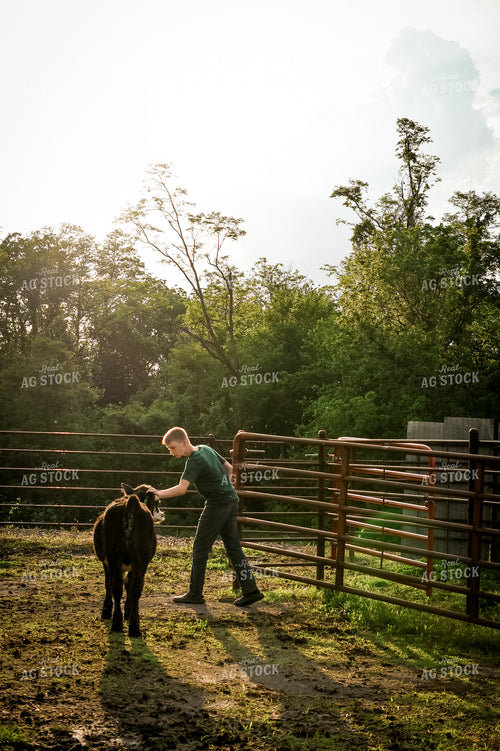 Farm Kid with Show Cattle 191165
