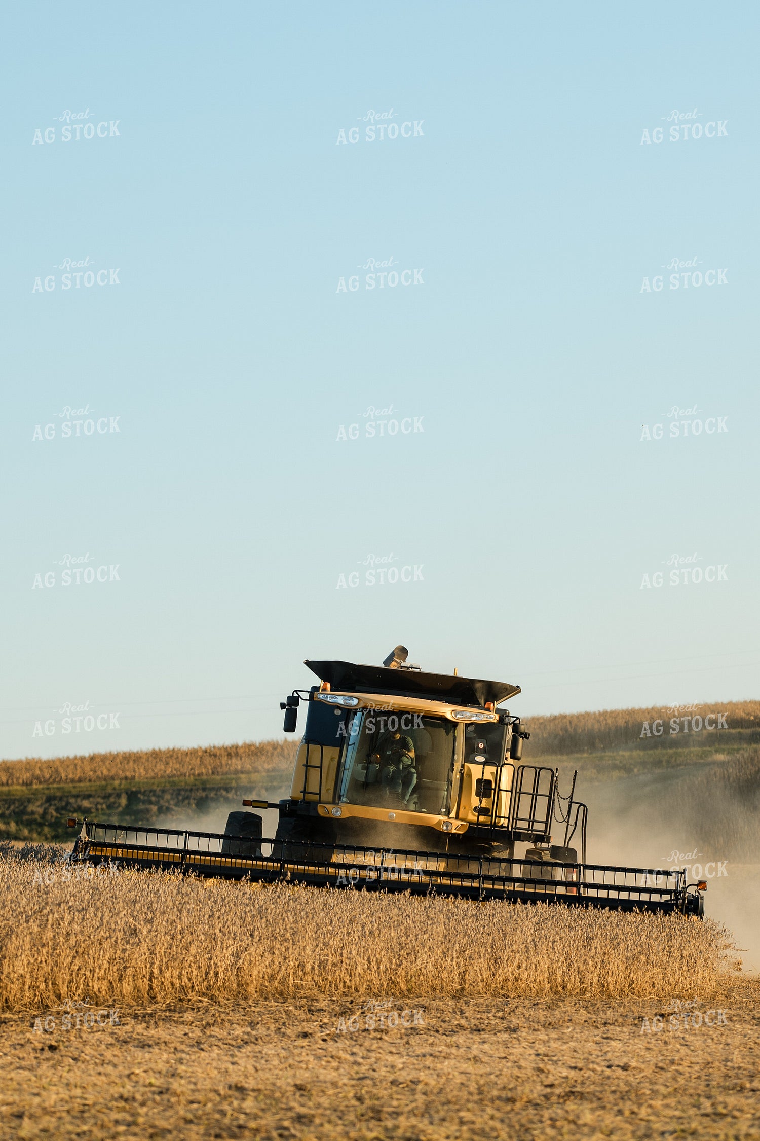 Soybean Harvest 215129