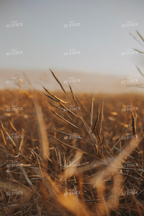 Rapeseed Pods 187432
