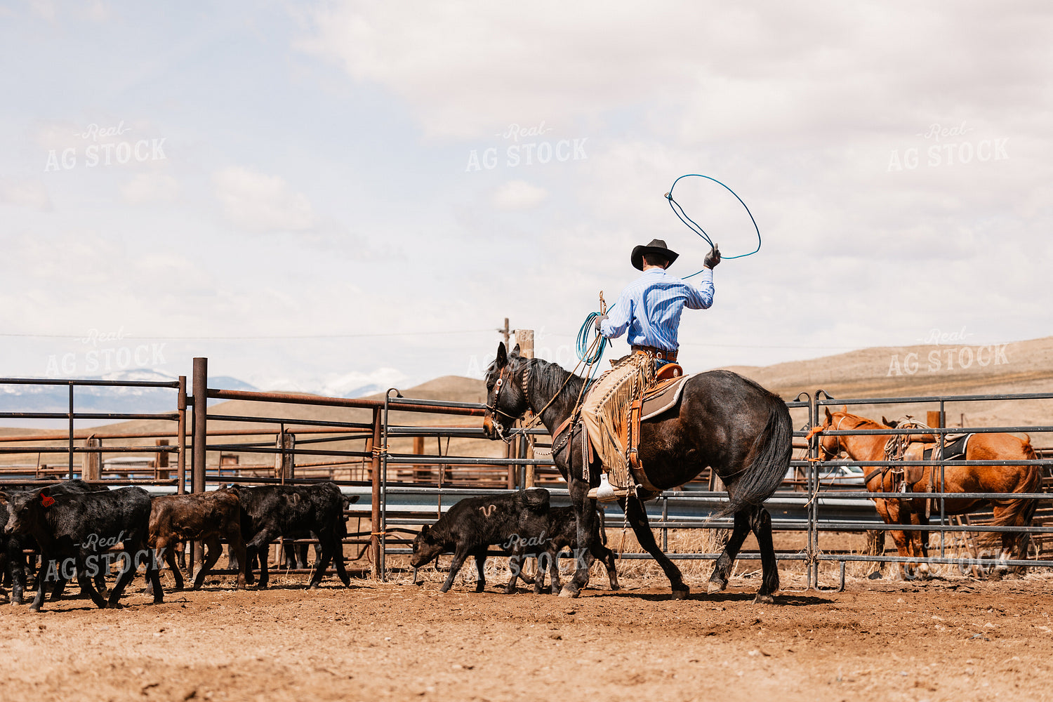 Rancher Roping Cattle on Ranch on Horseback 225004
