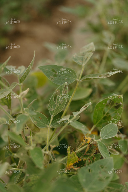 Damaged Soybeans 125256