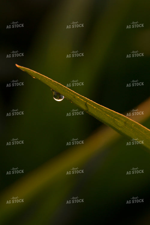 Corn - Mid-Season 1207