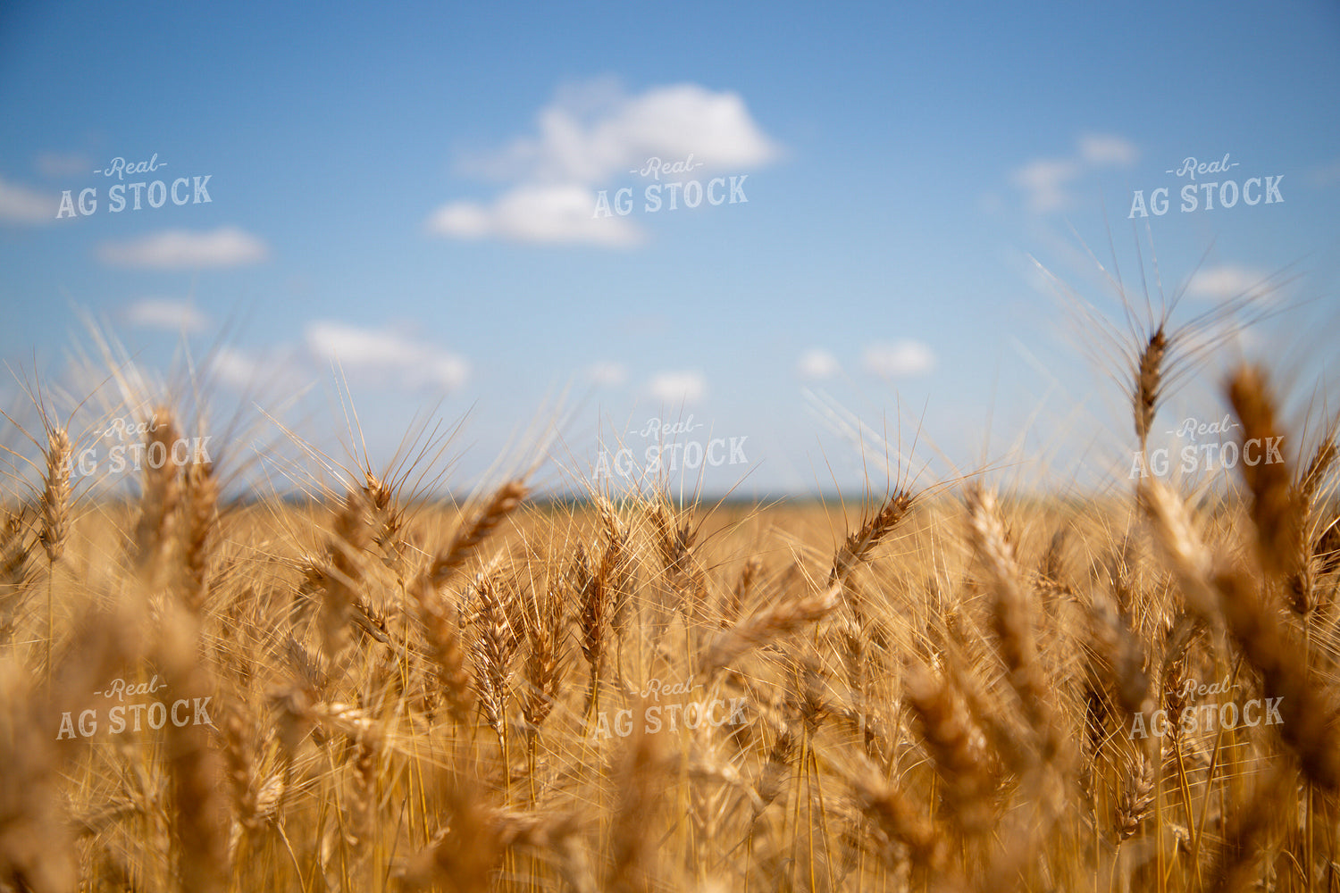 Mature Wheat Field 208100