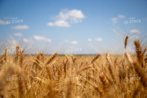 Mature Wheat Field 208100