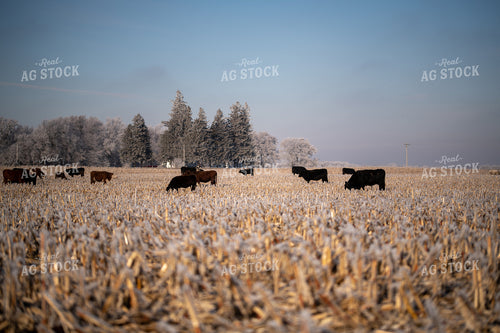 Cattle on Corn Stalks 76019