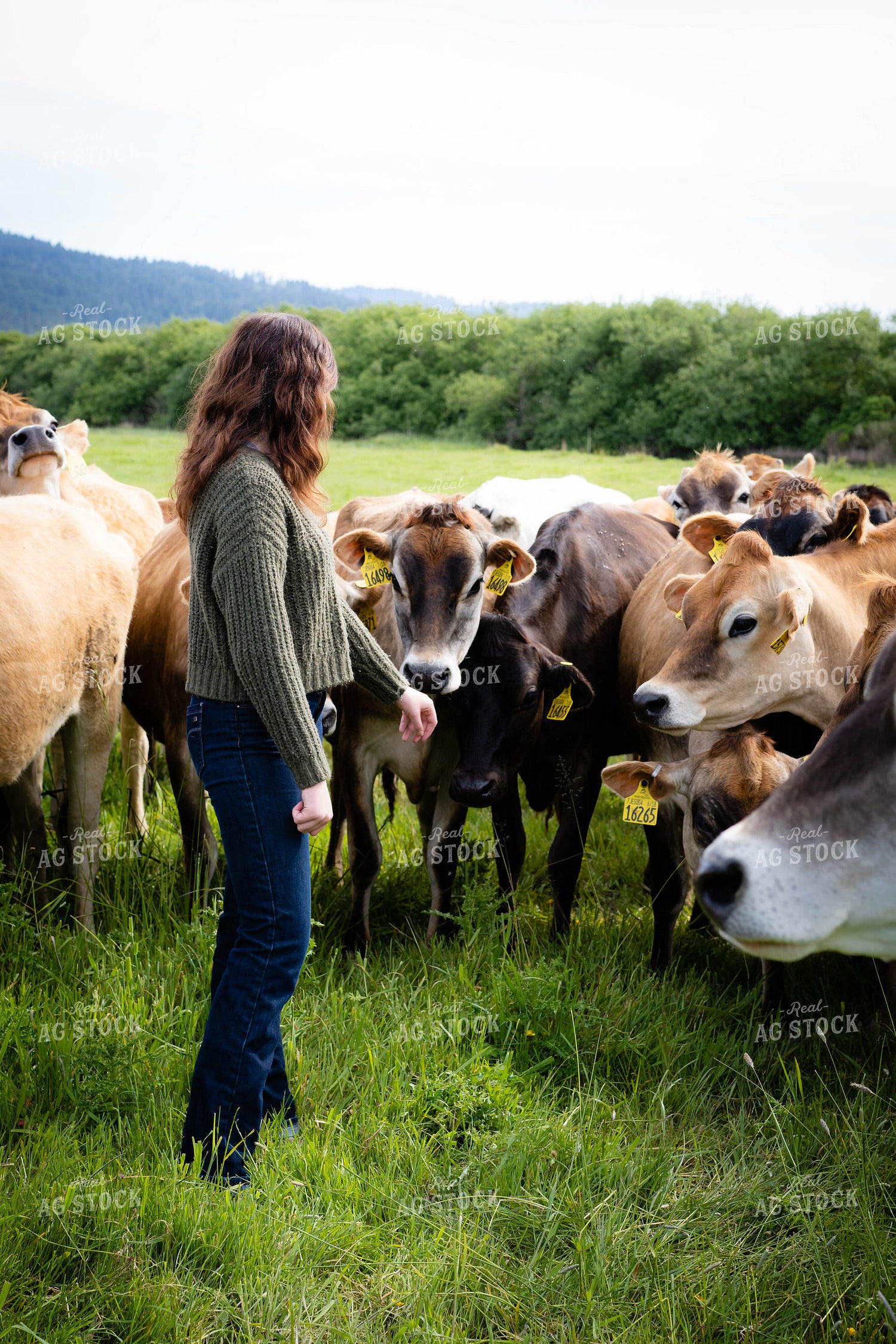 Female Farmer in Pasture with Jersey Cattle 181026