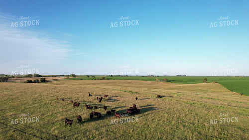 Aerial of Cattle in Pasture 65427