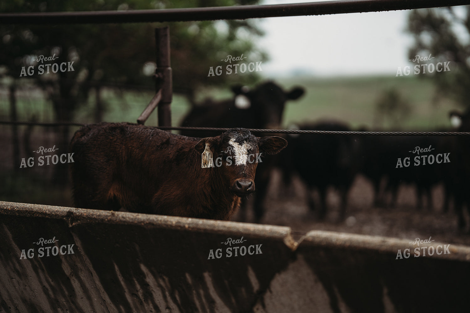 Angus Cattle in Pen 196168