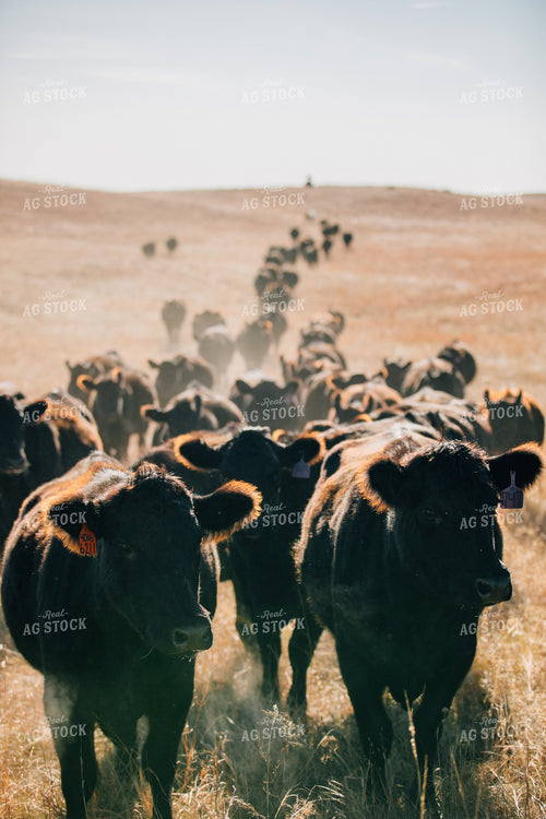 Cattle Trail in Pasture 53068