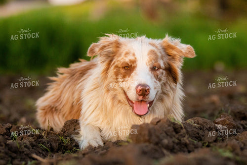 Dog Laying in Dirt 72051