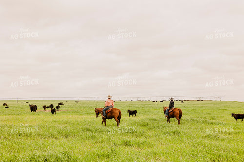 Ranchers Checking Cattle on Horseback 207015