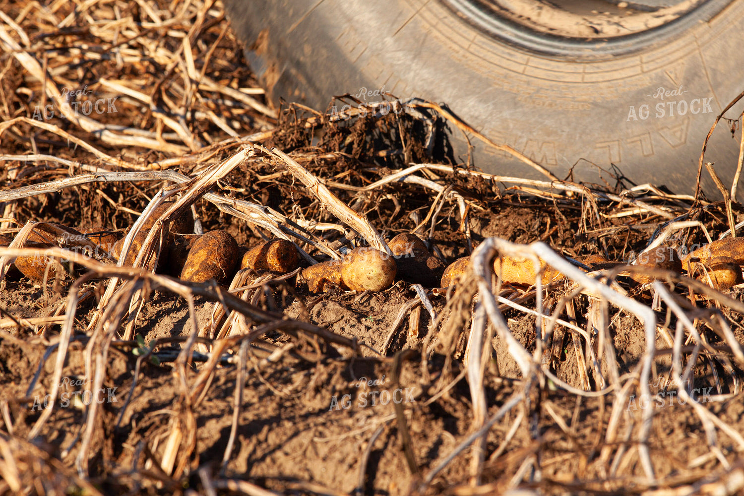 Potato Field During Harvest 132188