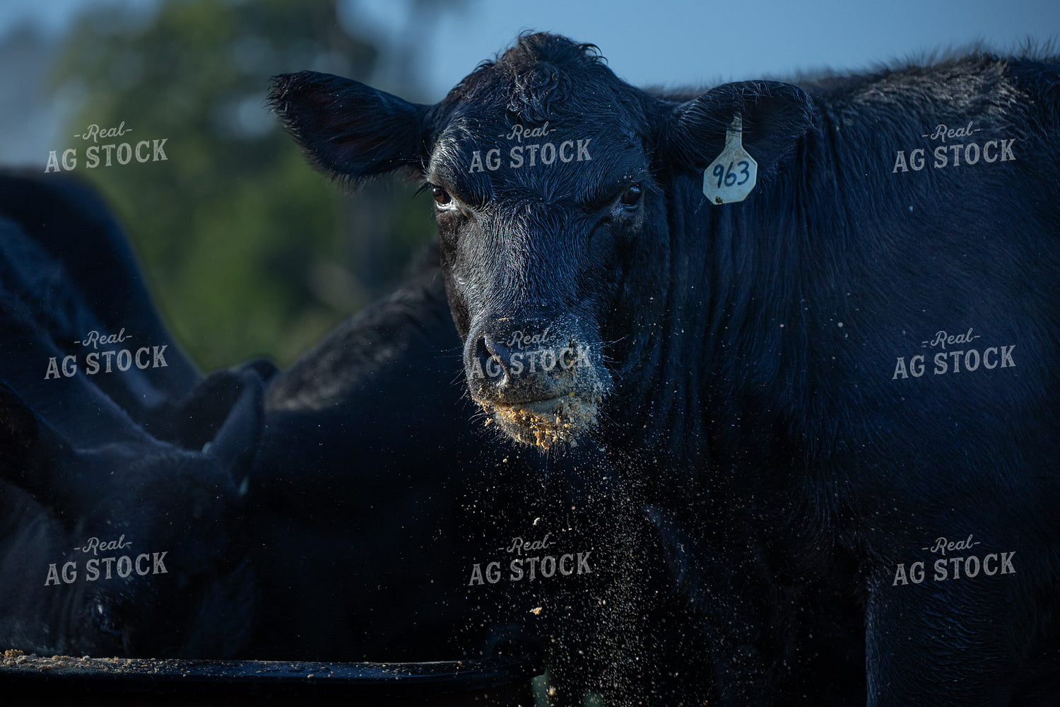 Cattle Eating 189010