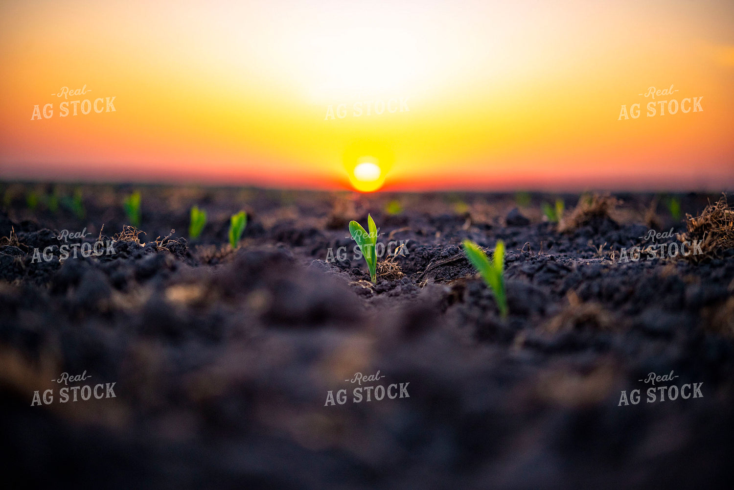 Corn Emerges from Ground at Sunset 136028